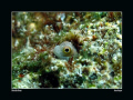 Bluebelly Blenny, taken with Canon G10 and Epoque strobe. Shooting these guys is like Underwater Whack-a-mole!