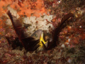 eel, shot off aliwal shoal umkamaas south africa