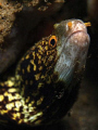 Snowflake Eel from (what remains of) the Ducomi Pier