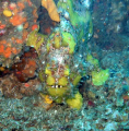 frog fish