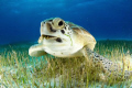 green sea turtle eating sea grass Cancun Mexico