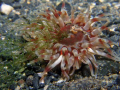 Vegetarian Dahlia anemone (Urticina felina)! Subject approx 3cm (1.2 inches). Taken with Fuji e900 in Ikelite housing on Manual (inc focus) with Ikelite DS51 substrobe using stacked INON UCL165AD lenses. This image has not been cropped.