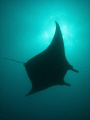 Indulging in my obsession with manta rays in Yap, Micronesia. The water was fairly murky as we were at the mouth of a channel but I managed to snap this one just as it was swimming overhead with the sunlight silhouetting it.