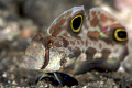 Twin Spot Goby taken in Lembeh with 100mm and 1,5 Tele