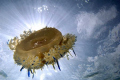 Jellyfish with sun behind