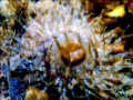 sea anemone illusion. the image was shot by a sea and sea dx1200 and was taken in mukilteo washington