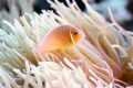 Pink Skunk Clownfish, Chuuk Lagoon, Micronesia