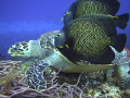 I was making underwater video in Cozumel last week and came across 2 French Angels scavenging scraps of food drifting from the green sea turtle while it was feeding