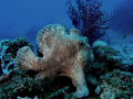 Frogfish. Duka Bay, C7070