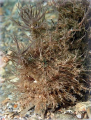 Striated frogfish at the Blue Heron Bridge in Palm Beach, Florida.  I was lucky enough to have my dive buddy point him out otherwise I would have overlooked him.