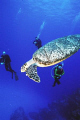 turtle cozumel nikonos 15mm