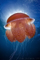 Red Jellyfish backlit by sun.  Ningaloo Reef, Western Australia.  Canon 50D & Tokina 10-17