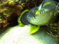 Splendid Toadfish native to Cozumel when feeding