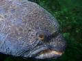 wolf eel at Day Island, Puget Sound, Tacoma, WA