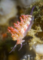 Flabellina trying to climb on camera