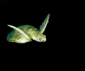 Turtle swimming in Sipadan.
Oly C5060 with two YS-60/S strobes.
F 8.0 - T. 1/250 - ISO 100