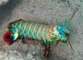 Mantis Shrimp caught in the open at Pig Island near Madang. Check my post at http://www.messersmith.name/wordpress/2009/05/mantis-shrimp-the-aliens-in-my-front-yard/ for more information and additional images.