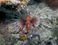 A Spotfin Lionfish (Pterois antennata) At Magic Pasage near Madang, Papua New Guinea.