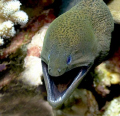 Gymnothorax javanicus. I've got hundreds of Moray images. This is my personal favourite.