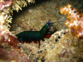 Mantishrimp from Hafza Thila, Nrth Ari Atoll - Maldives.