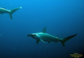 Scalloped Hameerhead Shark from Hammerheard Shark Point, Rasdhoo-Madivaru, Rasdhoo Atoll - Maldives