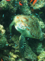 Was snorkelling when I spotted the turtle so dived down to get this shot - I love the pose