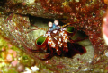 Mantishrimp fron Veligandu North, Rasdhoo Atoll - Maldives.
