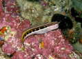 Lined Blenny from Hafza Thila, North Ari Atoll - Maldives
Double Macro