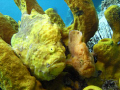 Frog fish - mating pair