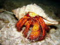 A crab, during night dive in Kuramathi House Reef, Rasdhoo Atoll - Maldives