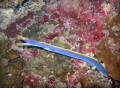 Blue Ribbon Eel from Rasdhoo, Rasdhoo Atoll - Maldives.