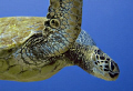 Hawaiian Green sea Turtle taken at Ulua Beach dive site on Maui.