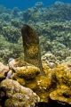 A moray eel extending out of coral at a Maui Hawaii dive site