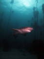 Photo of a Braodnose Seven Gill Cow Shark. these sharks are very interesting and worth reading up on (wiki etc). Taken with Canon G10 in Ikelite housing at a distance of about 1m.