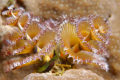 A Christmas-tree-worm from Rasdhoo, Rasdhoo Atoll - Maldives.