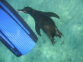 Friendly penguin in the Galapagos nibbling at my wife's flipper.