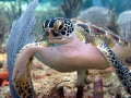 Juvenile Green turtle off Lauderdale by the Sea, Florida.