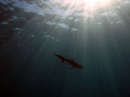 A juvenile dusky whaler shark. Syndey, Australia. Taken with Canon G10 with Canon housing.