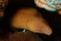 Peppered Moray using Olympus SP-350 and Sea&Sea YS-27 strobe.