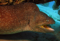 Yellow mouthed moray peeking out from under the coral, taken with an Olympus SP-350 with Sea&Sea YS-27 strobe.