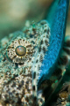 Taken in Lembeh this was the second time in 4 days I had witnessed this behaviour. The Lizard fish was sitting on the bottom waiting patiently for it's dinner to give up the fight. Nikon D300, Subal Housing, 105mm Inon Z240 Strobe.