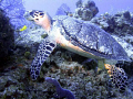 Turtle at a cleaning station.