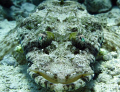 Faron island, Gulf of Aqaba, Egypt.
Crocodile Flathead (Crocodile fish)
This Flathead was gazing at me as i took his picture, i wasn't until after id looked at the shot that i noticed his hypnotic eyes. What a beautiful creature.