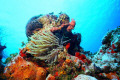 nikonos 15mm cozumel