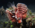 Shot in Lembeh Straits