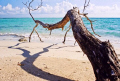 I call this my 'Turks Tree'. Shot off of Provodenciales on a day tour boat trip with a group of friends. They were all in the pontoon leaving for the next adventure...wondering where I was, they spotted me crouching down near this tree with my camera