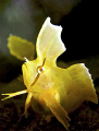 A Golden Weedfish (Cristiceps aurantiacus).

Taken at Shelly Beach in Sydney, Australia. 

Using a Nikon D300 sea & sea housing and dual ys250s. f/8 1/250s