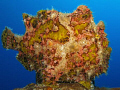 Frogfish on the Salem Express. Canon G9 with Ikelite DS51 strobe