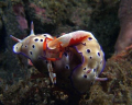 Lembeh at its best. This was one of my goals to find.