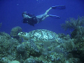 Diving with my good friend & Dive Master, Matthew Williams, somewhere off of West Caicos, TCI, I was lucky enough to capture this tranquil beauty of the sea, casually cruising by, with such grace, over the ocean floor… I almost missed her.